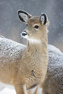 John Cancalosi: White-tailed Deer - Fawn in snow
