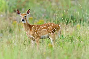 Gentle: White-tailed Deer - fawn - Summer