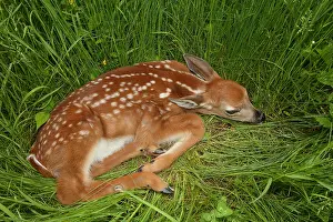 Scared: white-tailed deer (Odocoileus virginianus), New York, fawn