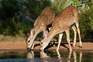 Twin: White-tailed Deer (Odocoileus virginianus)