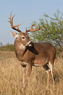 Hunted: White-tailed Deer (Odocoileus virginianus)
