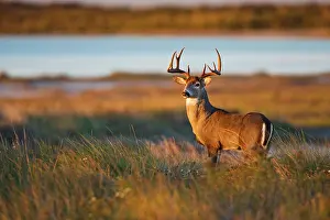 Hunted: White-tailed Deer (Odocoileus virginianus)