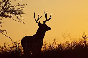 Hunted: White-tailed Deer (Odocoileus virginianus)