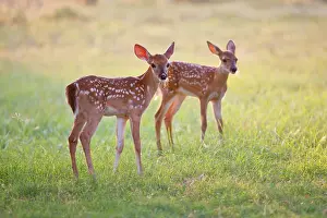 Twin: White-tailed Deer (Odocoileus virginianus)