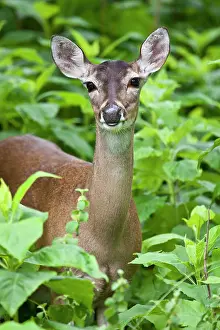 Virginianus: White-tailed Deer (Odocoileus virginianus)