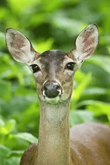 Virginianus: White-tailed Deer (Odocoileus virginianus)