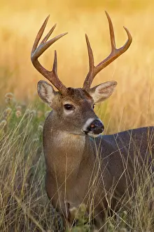 Hunted: White-tailed Deer (Odocoileus virginianus)