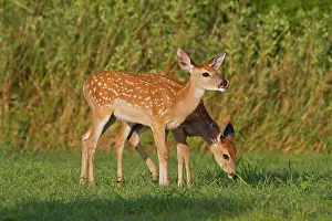 Virginianus: White-tailed Deer (Odocoileus virginianus)