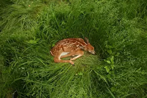 Asleep: white-tailed deer (Odocoileus virginianus), New York, fawn