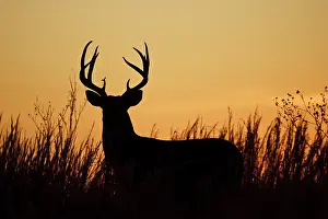 Virginianus: white-tailed deer (Odocoileus virginianus)