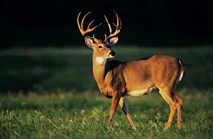 Choke: White-tailed Deer (Odocoileus virginianus), buck