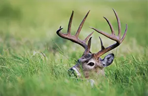 Choke: White-tailed Deer (Odocoileus virginianus), buck