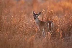 Virginianus: White-tailed Deer (Odocoileus virginianus), doe