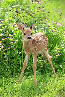Capreolinae: White-tailed Deer (Odocoileus virginianus), fawn
