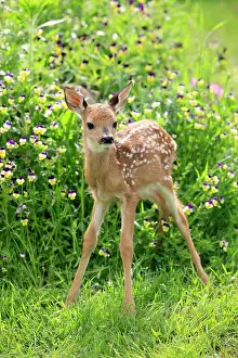 Capreolinae: White-tailed Deer (Odocoileus virginianus), fawn