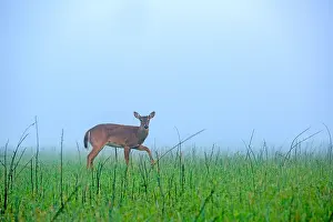 Cove: A White-Tailed Deer (Odocoileus virginianus) mo