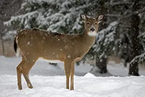 Important: White-tailed Deer (Odocoileus virginianus) - New