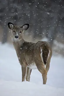 Important: White-tailed Deer (Odocoileus virginianus) - New