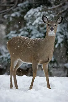 Important: White-tailed Deer (Odocoileus virginianus) - New