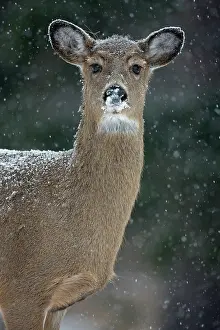 Important: White-tailed Deer (Odocoileus virginianus) in snow