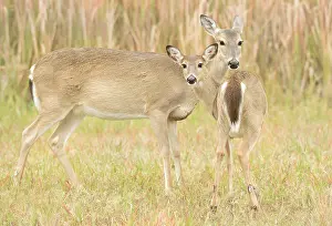 Stan: White-tailed Deer (Odocoileus virginianus) stan