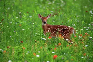 Virginianus: White-tailed deer (Odocoileus virginianus), young