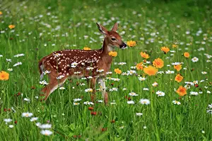 Virginianus: White-tailed deer (Odocoileus virginianus), young