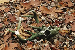 Bleached: White-tailed Deer skull