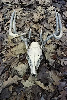 Bleached: White-tailed Deer skull