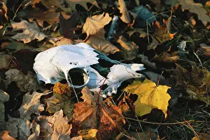 Bleached: White-tailed Deer skull