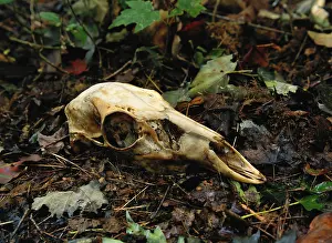 Pocono: White-tailed Deer skull