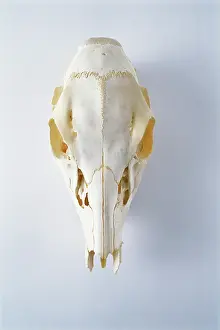 Virginianus: White-tailed Deer skull