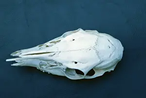 Virginianus: White-tailed Deer skull