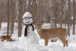 Snowman: White-tailed Deer with snowman