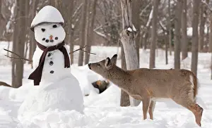Snowman: White-tailed Deer with snowman