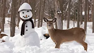 Snowman: White-tailed Deer with snowman
