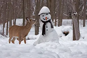 Snowman: White-tailed Deer with snowman
