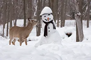 Snowman: White-tailed Deer with snowman