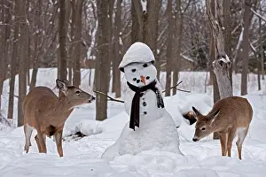Snowman: White-tailed Deer with snowman