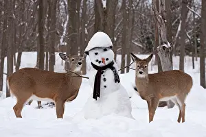 Snowman: White-tailed Deer with snowman