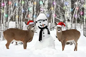 Snowman: White-tailed Deer with snowman New York, USA Digital