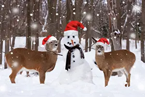 Humour: Two White-tailed Deer - with snowman wearing red santa hats