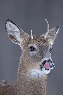 Spiked: White-tailed Deer - spike buck in winter snow
