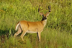 Hooves: White-tailed Deer - in velvet - Summer