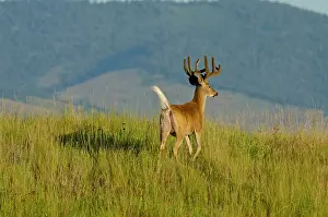 Hooves: White-tailed Deer - in velvet - Summer