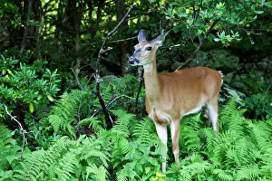 Capreolinae: White-tailed Deer or Virginia Deer (Odocoileus virginianus)