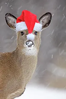 Humour: White-tailed Deer wearing Christmas hat in winter