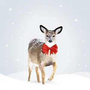 Bows: White-tailed Deer, wearing red Christmas bow