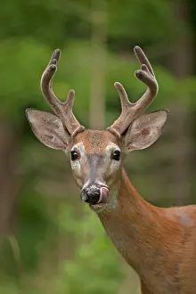 Whitetail: White-tailed Deer / Whitetail eating apple New York, USA