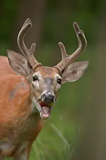 Whitetail: White-tailed Deer / Whitetail eating apple New York, USA